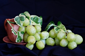 健康有机新鲜阳光玫瑰葡萄图片